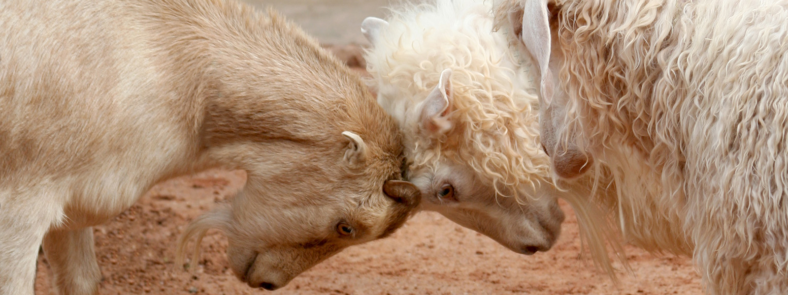 closeup of two rams butting heads