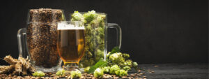 Mug of beer next to grain and hops